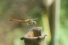 Sympetrum frequens