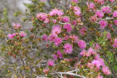 Melaleuca seriata