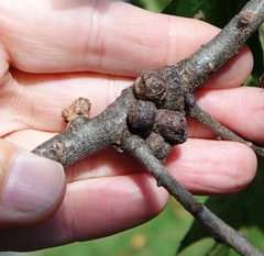 Callirhytis quercusgemmaria