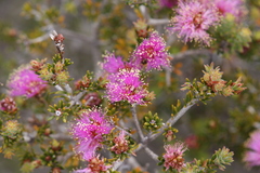 Melaleuca seriata