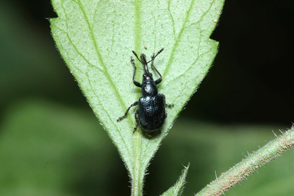 Involvulus pilosus