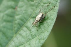Svistella bifasciata