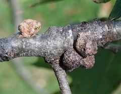 Callirhytis quercusgemmaria