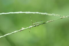 Leptocorisa chinensis