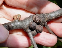 Callirhytis quercusgemmaria