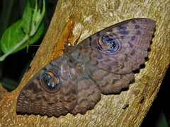 Erebus walkeri