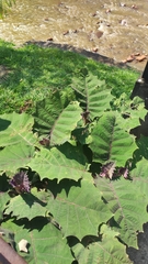 Solanum quitoense