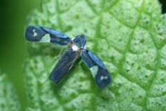 Mileewa margheritae