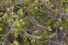 Anax papuensis