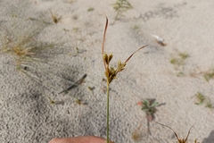 Cyperus houghtonii