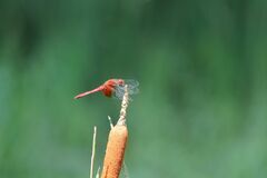 Sympetrum speciosum
