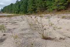 Cyperus houghtonii