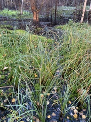 Carex rostrata