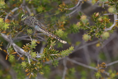 Anax papuensis