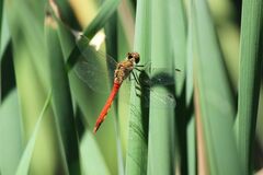 Sympetrum frequens