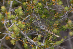 Anax papuensis