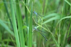 Lestes sponsa
