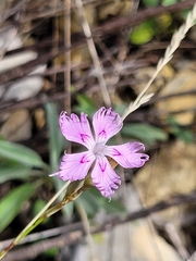 Dianthus haematocalyx