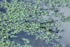 Paracercion calamorum