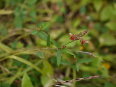 Alysicarpus naikianus