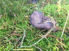 Hygrophorus hypothejus