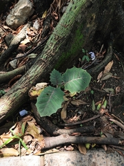 Solanum quitoense