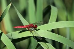 Crocothemis servilia mariannae