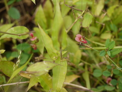 Alysicarpus naikianus
