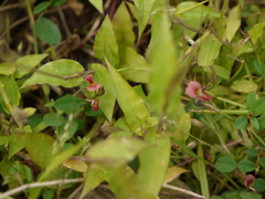 Alysicarpus naikianus
