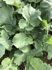 Brassica napus
