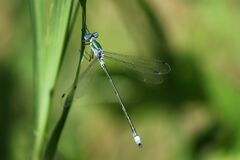 Lestes sponsa