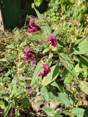 Impatiens glandulifera