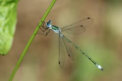 Lestes sponsa