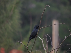 Tachyphonus coronatus