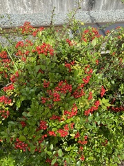 Cotoneaster franchetii