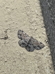 Sandava scitisignata