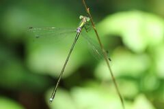 Lestes temporalis