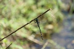 Anotogaster sieboldii