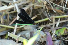 Atrocalopteryx atrata
