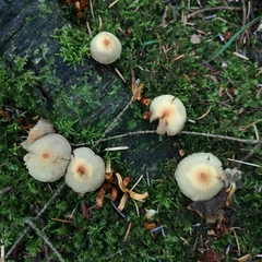 Hypholoma