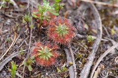 Drosera patens