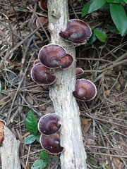 Microporus