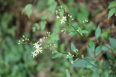 Aster scaber