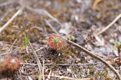 Drosera patens