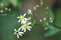 Aster scaber