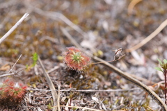 Drosera patens