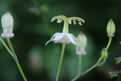 Tricyrtis macropoda
