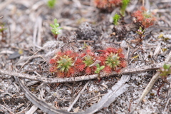 Drosera patens