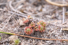 Drosera patens