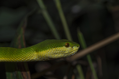 Trimeresurus albolabris